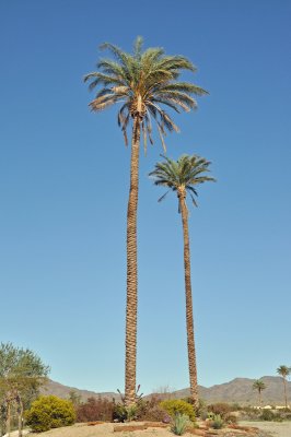 2-palm trees