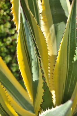 yellow-agave