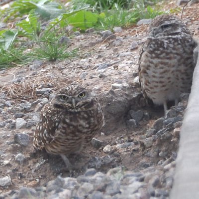 2 burrowing owls