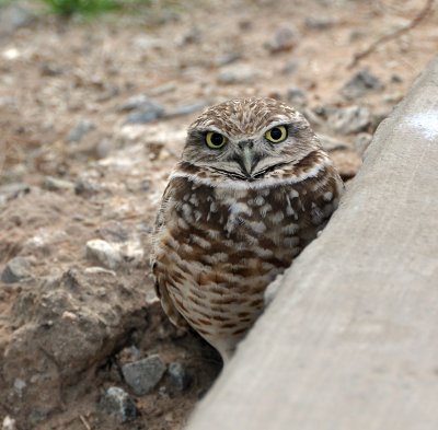 burrowing owl
