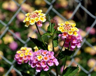 flowers in fence
