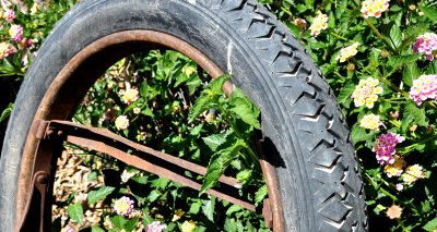 Flowers growing in tire