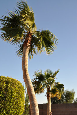 Backyard Palm trees