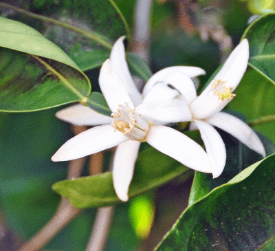 tangalo bloom