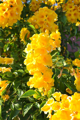 Yellow Bell Bush