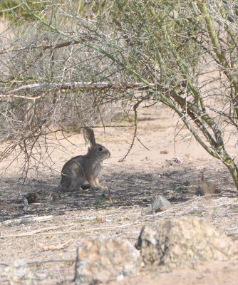 Rabbit