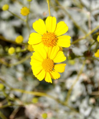 Marigold