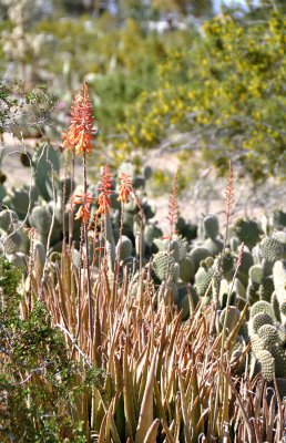 Dawe-aloe
