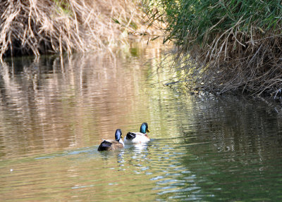 Ducks-going-away