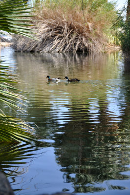 Ducks-in-water