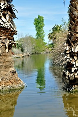duck-pond