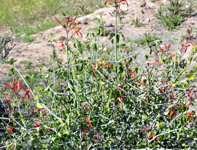Canyon-penstemon