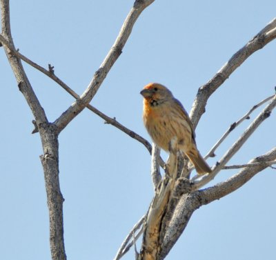 Long-tailed-sparrow