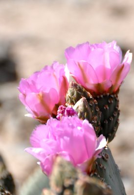 Prickly-pear-bloom