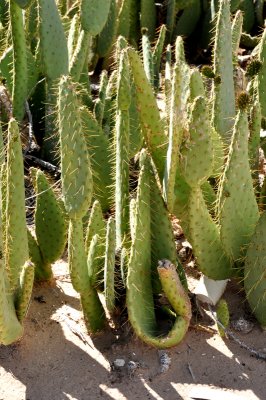 Engelmanns-prickly-pear