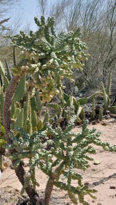 Cholla