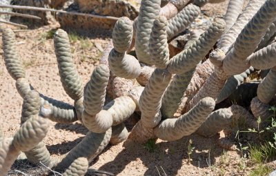 Spruce-cone