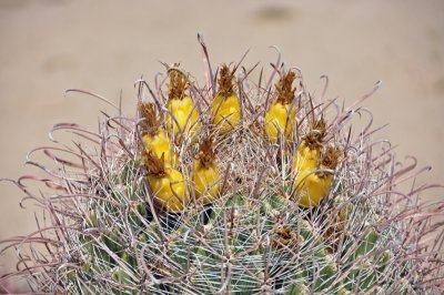 Cactus-Flower