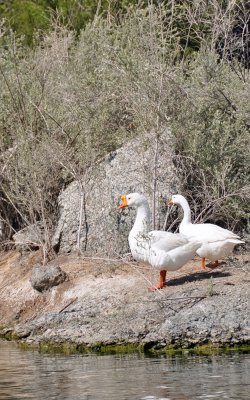 Geese