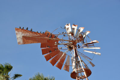 windmill-birds