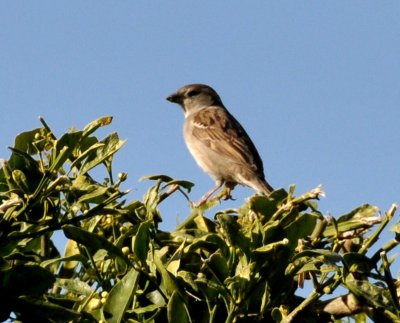sparrow.jpg
