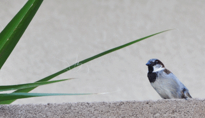 sparrow on fence