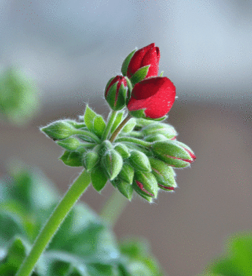 Flowers 2010