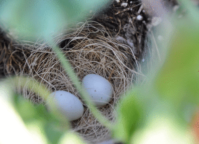 dove-eggs