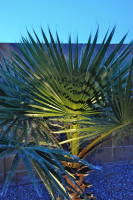 Mexican-Fan Cacti -at-night