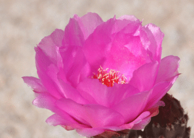 Flower on a prickly pear