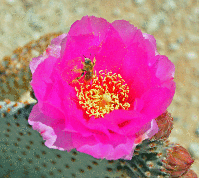 Bee in flower