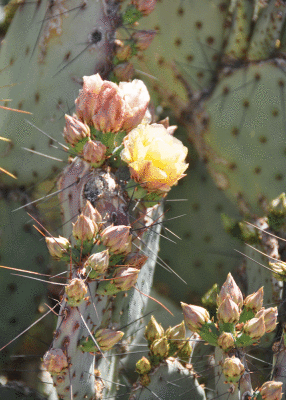 Another prickly pear in bloom