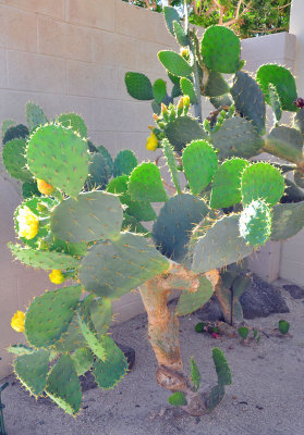 Prickly-Pear