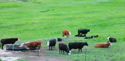 cattle -grazing