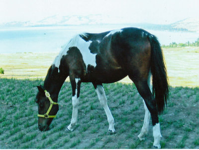clayton-horse