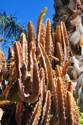 toteum-pole-cactus