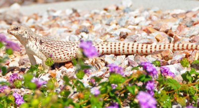 Iguana in purple lantanas