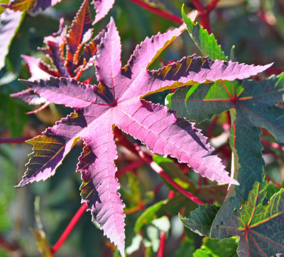 purple-leaf