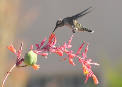 June Hummingbirds