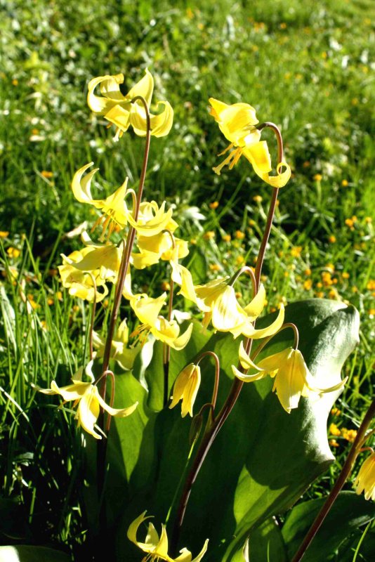 6 Erythronium dens-canis (hundtandslilja) Alnarp (Sk) 070429 S. Lithner.jpg