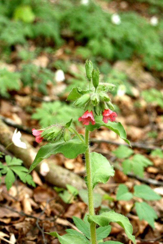 8 Pulmonaria rubra (rd lungrt) Lngtorp Hrs kn (Sk) 070429 S. Lithner.jpg