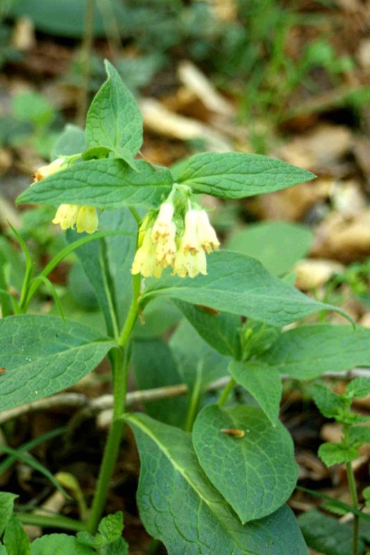 11 Symphytum tuberosum (gul vallrt) Lngtorp Hrs kn (Sk) 070429 S. Lithner.jpg