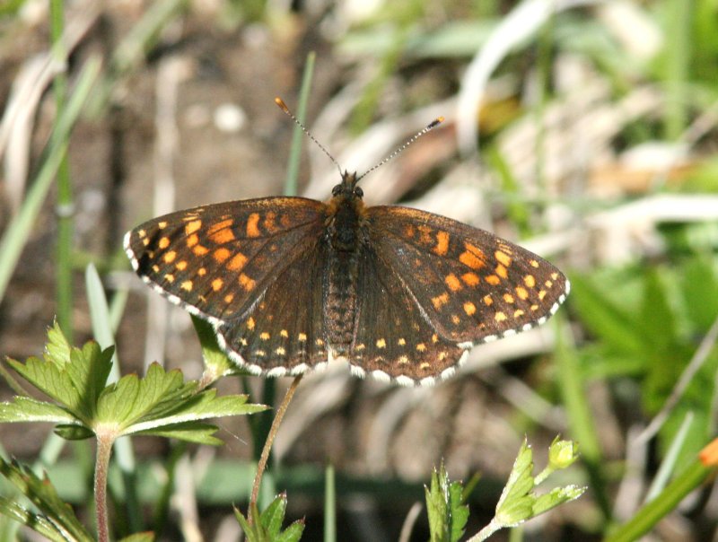 38 Melitaea diamina (sotntfjril) Grborgs Mosse (l) 070607 S. Lithner.jpg