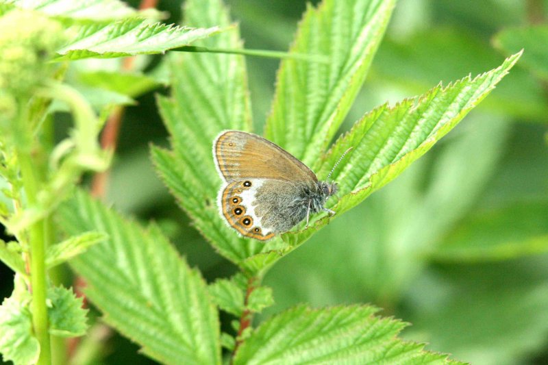 48 Coenonympha hero (brun grsfjril) Ster (Dlr) 070624 S. Lithner.jpg