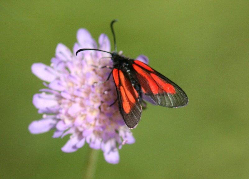 61 Zygaena osterodensis (smalsprtad bastardsvrmare)  (Sm) 070714 S. Lithner.jpg