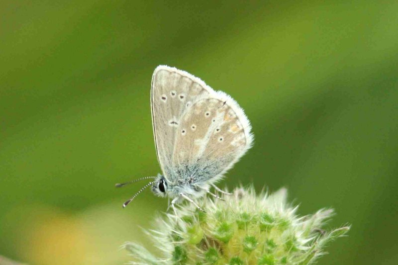 65 Aricia nicias (turkos blvinge) male Grinduga Fjrilsvgen (Gstr) 070717 S. Lithner.jpg