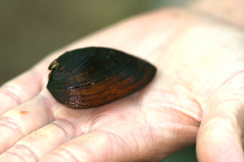 Unio crassus tjockskalig mlarmussla Mrtstrmmen  Ronneby kn Bl 090823. Photo  Stefan Lithner