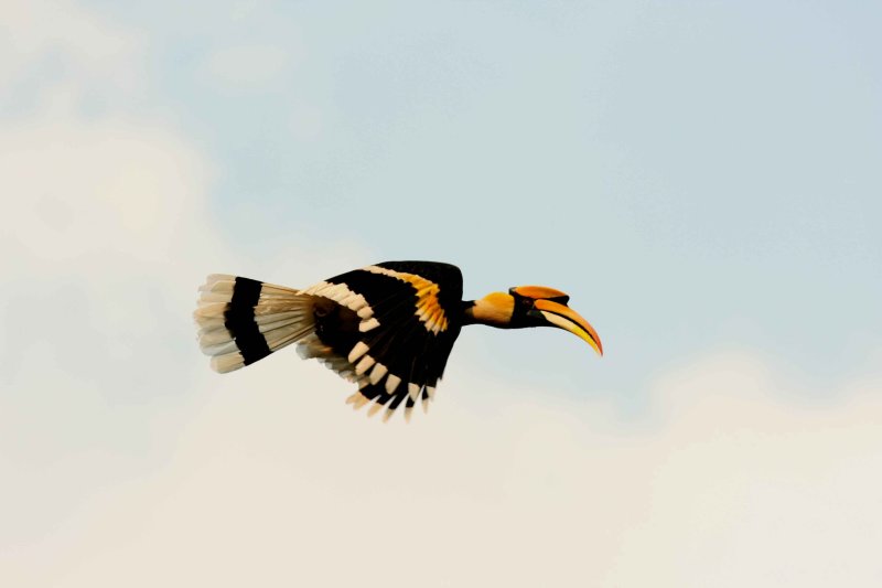 Male Great Hornbill returning to female with selected fruit. Kaeng Krachan NP Thailand 100127. Strefan Lithner