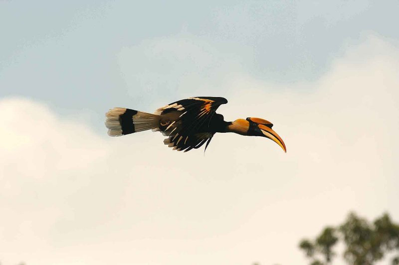 Male Great Hornbill returning to female with selected fruit. Kaeng Krachan NP Thailand 100127. Strefan Lithner