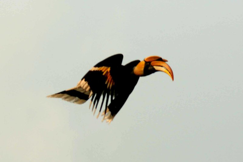 Male Great Hornbill returning to female with selected fruit. Kaeng Krachan NP Thailand 100127. Strefan Lithner